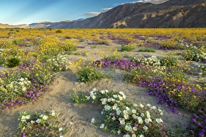Verbena Prints: USA, California, Anza Borrego Desert State Park