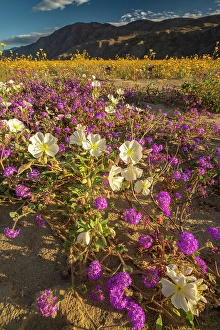 Verbena Prints: USA, California, Anza Borrego Desert State Park