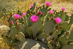 Images Dated 1st May 2024: USA, California, Anza Borrego Desert State Park