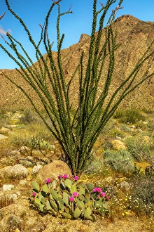 Ocotillo Prints: USA, California, Anza Borrego Desert State Park