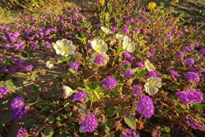 Verbena Prints: USA, California, Anza Borrego Desert State Park