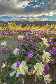 Verbena Prints: USA, California, Anza Borrego Desert State Park