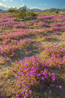 New Images March 2024 Part 2 Prints: USA, California, Anza Borrego Desert State Park