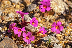 New Images March 2024 Part 2 Prints: USA, California, Anza Borrego Desert State Park