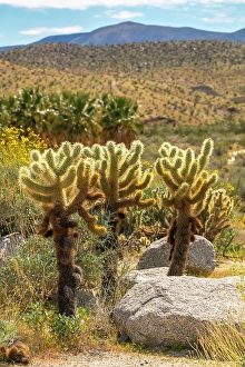 New Images March 2024 Part 2 Prints: USA, California, Anza Borrego Desert State Park