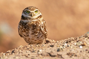 Prints of USA, California, Anza Borrego Desert State Park. Burrowing owl close-up. ©Cathy and Gordon Illg / Jaynes Gallery / DanitaDelimont.com Images Dated 2024 September: USA, California, Anza Borrego Desert State Park