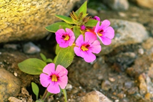 USA, California, Anza Borrego Desert State Park. Bigelow's monkey flower blossoms ©Cathy & Gordon Illg / Jaynes Gallery / DanitaDelimont.com