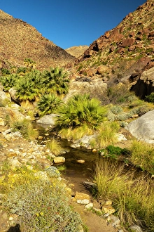 Palm Canyon Prints: USA, California, Anza Borrego Desert State Park