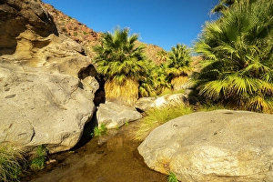 USA, California, Anza Borrego Desert State Park. Palm Oasis in desert. ©Cathy & Gordon Illg / Jaynes Gallery / DanitaDelimont.com