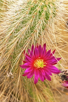 Images Dated 1st May 2024: USA, California, Anza Borrego Desert State Park