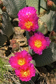Images Dated 1st May 2024: USA, California, Anza Borrego Desert State Park