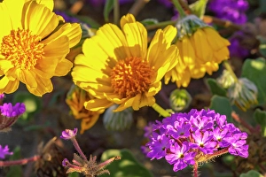 Verbena Prints: USA, California, Anza Borrego Desert State Park