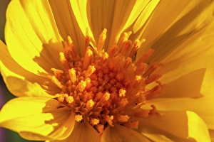 New Images March 2025 Part 2 Prints: USA, California, Anza Borrego Desert State Park