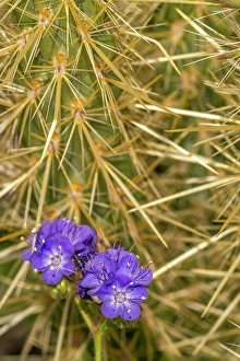 New Images March 2025 Part 2 Prints: USA, California, Anza Borrego Desert State Park