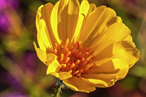 New Images March 2025 Part 2 Prints: USA, California, Anza Borrego Desert State Park