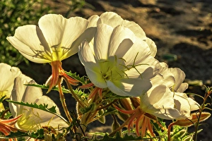 New Images March 2025 Part 2 Prints: USA, California, Anza Borrego Desert State Park