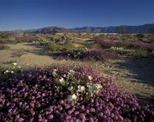 USA, California, Anza Borrego Desert State Park, Sonoran Desert, Dune and Evening Primrose