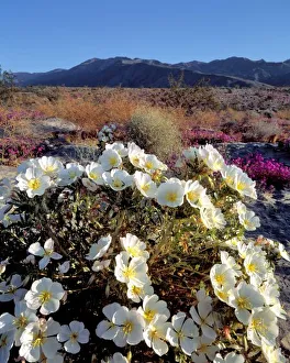 Evening Primrose Prints: USA, California, Anza-Borrego DSP. Dune evening primrose catch late light in Anza-Borrego