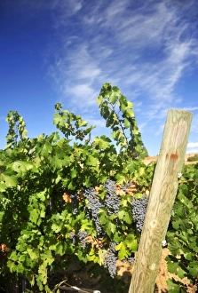 Vino Prints: USA, California, Apple Hills Vineyard