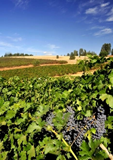 Images Dated 21st September 2008: USA, California, Apple Hills Vineyard