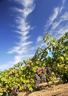 Images Dated 21st September 2008: USA, California, Apple Hills Vineyard