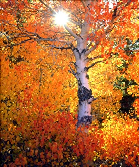 Images Dated 6th May 2014: USA, California, Autumn colors of aspen trees in the Sierra Nevada Mountains, Ca