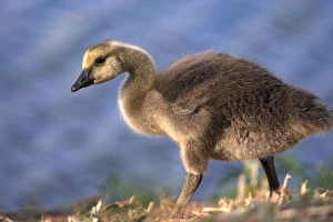 Goose Prints: USA, California. Baby Canada goose. Credit as: Christopher Talbot Frank / Jaynes