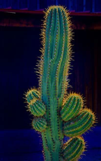 USA, California. Backlit saguaro cactus. Credit as: Jean Carter / Jaynes Gallery / DanitaDelimont