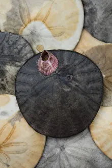 Barnacle Prints: USA, California. Barnacle and sand dollars on beach