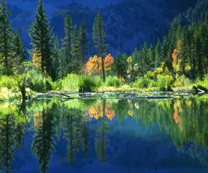 Mirror Prints: USA, California, A beaver pond in the Sierra Nevada Mountains, CA