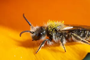 USA, California. Bee pollinating a flower