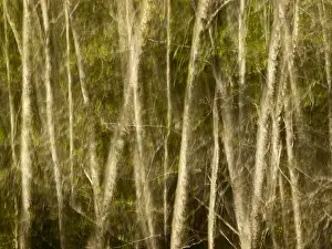 Double Exposure Prints: USA, California, Big Sur, Abstract double exposure of white alders at Big Sur Pfeiffer