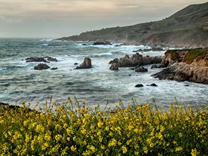 Mustard Plant Prints: USA, California, Big Sur, Dusk and mustard plants at Soberanes Cove