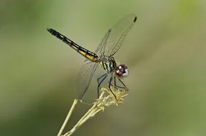 Stem Prints: USA, California, Bishop. Blue dasher female dragonfly on stem