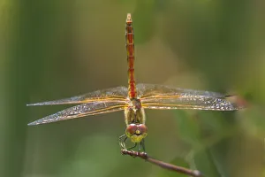 Stem Prints: USA, California, Bishop. Male band-winged meadowhawk dragonfly on plant stem