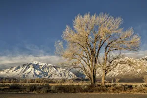 Bishop Prints: USA, California, Bishop, Mount Tom and a cottonwood tree at sunrise in Round Valley