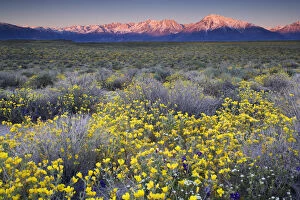 USA, California, Bishop. Venus blazing star flowers covering valley