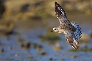 Plover Prints: USA, California, Black-bellied Plover, flight, basic plumage