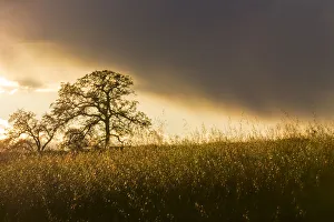 Stormy Prints: USA, California, Black Butte Lake. Backlit oak trees and grass at sunset. Credit as