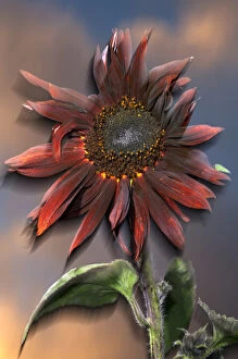 Images Dated 14th November 2006: USA, California, Black Hybrid sunflower blowing in the wind at dusk