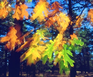 Blowing Prints: USA, California, Black Oak Leaves blowing in the Wind