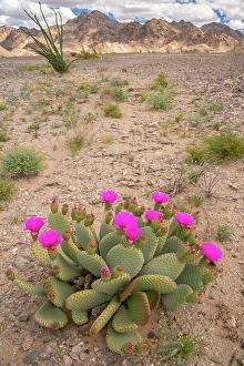 Cactus Prints: USA, California. Blooming beavertail cactus and Chocolate Mountains