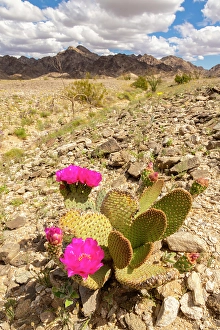 Cactus Prints: USA, California. Blooming beavertail cactus and Chocolate Mountains