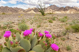New Images March 2025 Part 2 Prints: USA, California. Blooming beavertail cactus and Chocolate Mountains