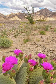 New Images March 2025 Part 2 Prints: USA, California. Blooming beavertail cactus and Chocolate Mountains