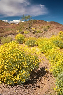 Imperial County Prints: USA, California. Blooming brittlebush and Chocolate Mountains