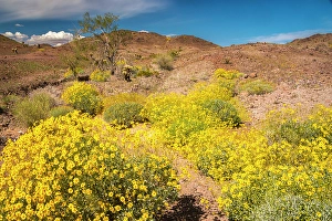 New Images March 2025 Part 2 Prints: USA, California. Blooming brittlebush and Chocolate Mountains