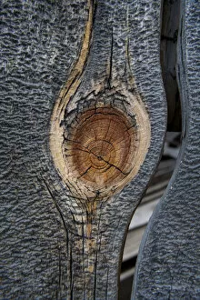 USA, California, Bodie State Park. Weathered tree knot
