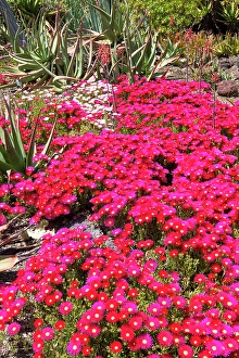 Cacti Prints: USA, California. Brilliant display ice plant in bloom