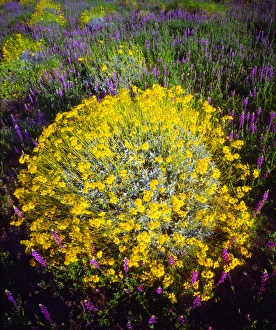 Stark Prints: USA; California; Brittlebush and Lupine Wildflowers in Joshua Tree National Park